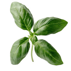Fresh Green Basil Leaves Isolated on White Background for Culinary Use, Seasoning, Garnishing, and Healthy Cooking Inspiration