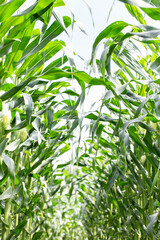 Green corn field on a moist field