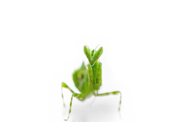 Grasshoppers are camouflaged to catch their prey.