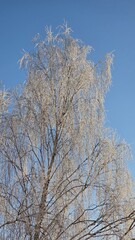 A snowy winter transforms the world into a breathtaking landscape, where everything is blanketed in a soft layer of white, creating a serene and magical atmosphere.