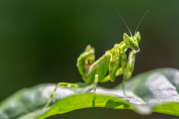 Grasshoppers are camouflaged to catch their prey.