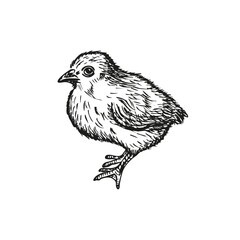 Chick sketch outline illustration. Chicken doodle drawing in engraving style. Hand drawn vector line art clipart isolated on a white background