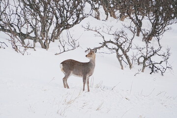 雪の中を歩くエゾシカ