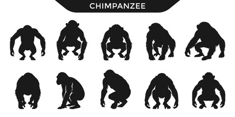 Obraz premium Silhouettes of chimpanzees in various poses