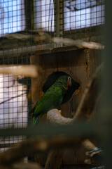 parrot in cage