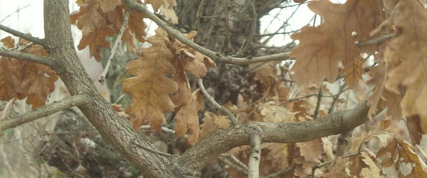 Branches of Quercus robur with dry leaves 4K scope video