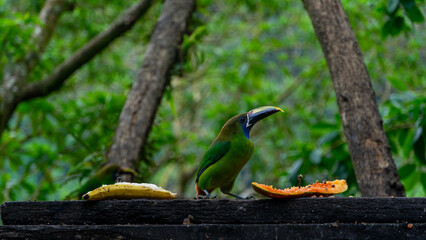 Blue-throated Toucanet ,Aulacorhynchus caeruleogularis caeruleogularis, adult on a branch visiting feeding station in Costa Rica. Eating Papaya.