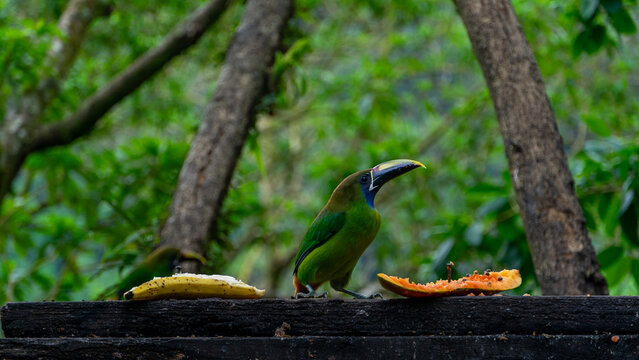 Blue-throated Toucanet ,Aulacorhynchus caeruleogularis caeruleogularis, adult on a branch visiting feeding station in Costa Rica. Eating Papaya.