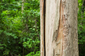 A teak tree in the forest with a blurred background