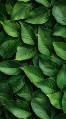 Intricate Green Foliage Pattern, Nature's Masterpiece