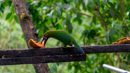 Blue-throated Toucanet ,Aulacorhynchus caeruleogularis caeruleogularis, adult on a branch visiting feeding station in Costa Rica. Eating Papaya.