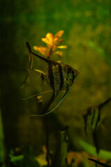 fish in aquarium
