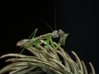 A praying mantis, with its forelegs raised in a posture of prayer, is captured in this close-up shot as it feasts on a moth. 20 February 2025 Indonesia