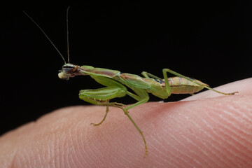 A praying mantis, with its forelegs raised in a posture of prayer, is captured in this close-up shot as it feasts on a moth. 20 February 2025 Indonesia