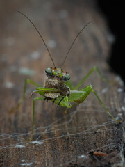 A praying mantis, with its forelegs raised in a posture of prayer, is captured in this close-up shot as it feasts on a moth. 20 February 2025 Indonesia