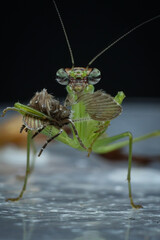 A praying mantis, with its forelegs raised in a posture of prayer, is captured in this close-up shot as it feasts on a moth. 20 February 2025 Indonesia