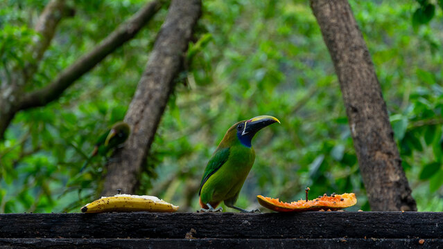 Blue-throated Toucanet ,Aulacorhynchus caeruleogularis caeruleogularis, adult on a branch visiting feeding station in Costa Rica. Eating Papaya.