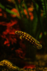 tropical fish in aquarium