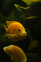 goldfish in aquarium