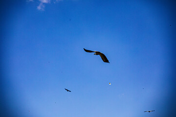 bird flying in the sky