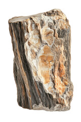 Isolated Tree Limb