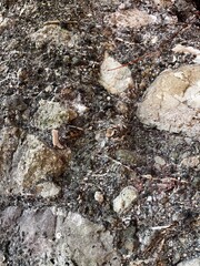 数百万年前の地層、地層の風景素材、岩肌の背景素材、半化石の表出する岩肌の風景