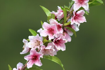 beautiful pink flowers of peach tree in spring