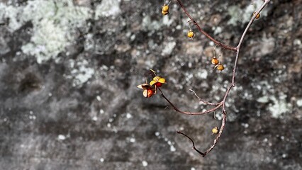 ウメツルモドキの実のある風景、蔓性植物のある風景、ウメツルモドキのオレンジ色の果実