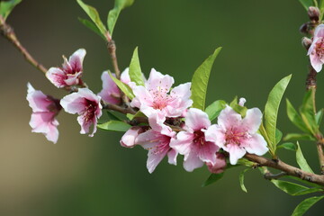 beautiful pink flowers of peach tree in spring