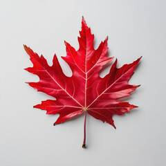 Red maple leaf isolated on a white background