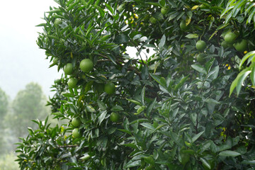 Malta, Orange Tree, Organic Citrus Fruit, Himalayan Orchard, Fresh Greenery