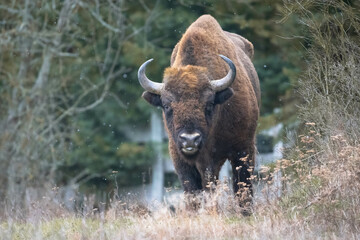 European bison