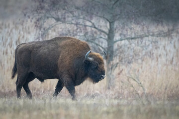 European bison