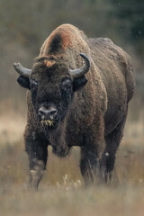 European bison
