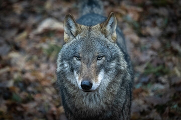 grey wolf
