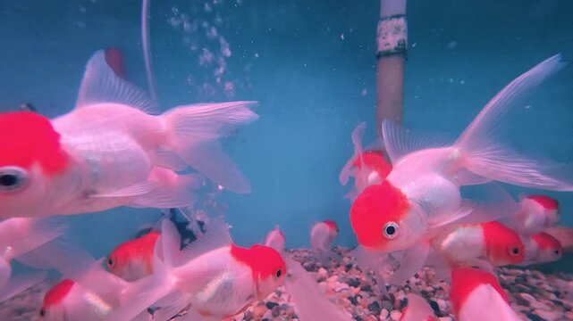 Colourful aquarium fish glide gracefully through the crystal-clear water, their shimmering scales catching the light in a mesmerizing dance.