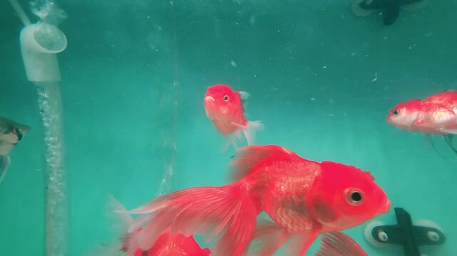 Colourful aquarium fish glide gracefully through the crystal-clear water, their shimmering scales catching the light in a mesmerizing dance.