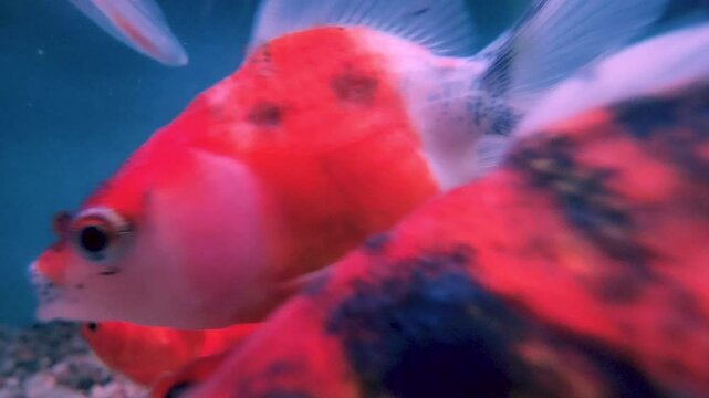 Colourful aquarium fish glide gracefully through the crystal-clear water, their shimmering scales catching the light in a mesmerizing dance.