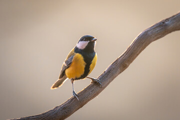 Great tit. A common small bird present in every park. A cute little bird