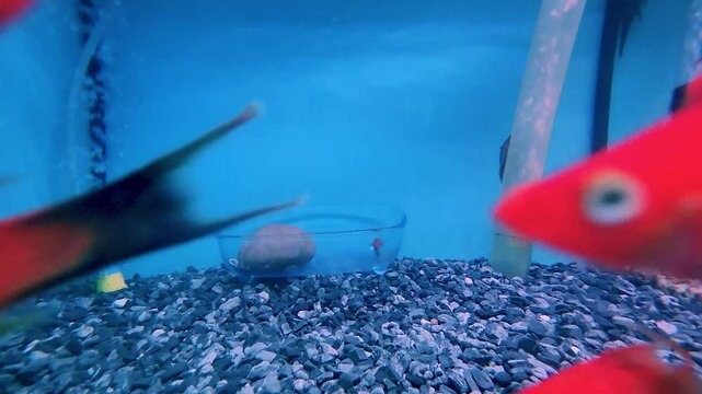 Colourful aquarium fish glide gracefully through the crystal-clear water, their shimmering scales catching the light in a mesmerizing dance.
