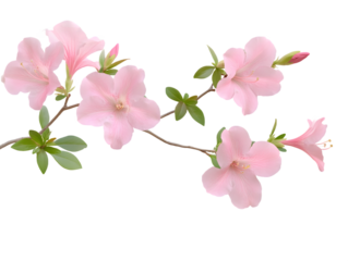 Pink azalea flowers on a branch isolated on a white background