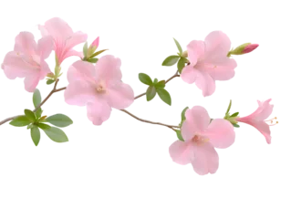 Gordijnen Pink azalea flowers on a branch isolated on a white background © Jiajia