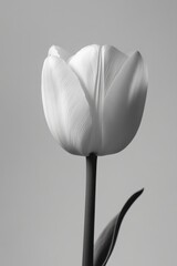 Elegant monochrome tulip bloom a study in light and shadow graceful petals and stem against a soft gray backdrop capturing the essence of floral beauty