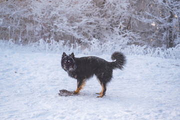 Young Bohemian shepherd dog stand on snowy meadow.