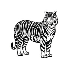 tiger on white background