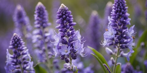 Fototapeta premium Purple flowering plants with elongated blossoms in a natural setting, surrounded by green foliage and blurred background.
