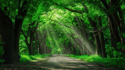 Obraz premium Enigmatic Passageway in the Dark Enclave of the Forest