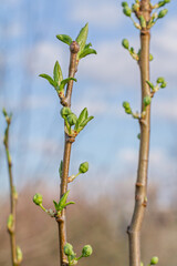 New buds of a plum tree with green sepals in the spring orchard.