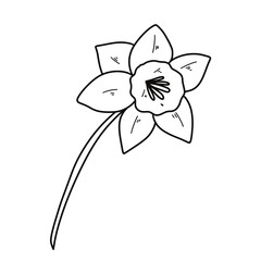 Hand-Drawn Daffodil Clipart Set – 14 PNG Floral Illustrations