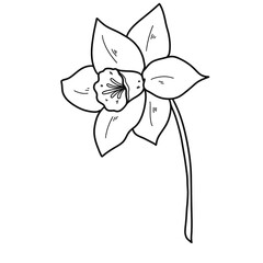 Hand-Drawn Daffodil Clipart Set – 14 PNG Floral Illustrations